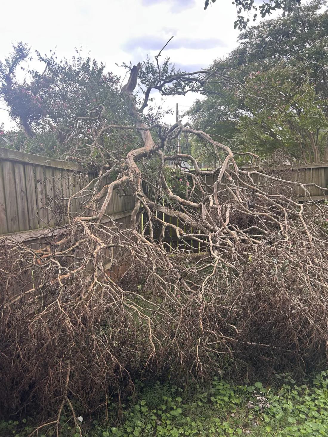 Fallen tree across a backyard fence before cleanup